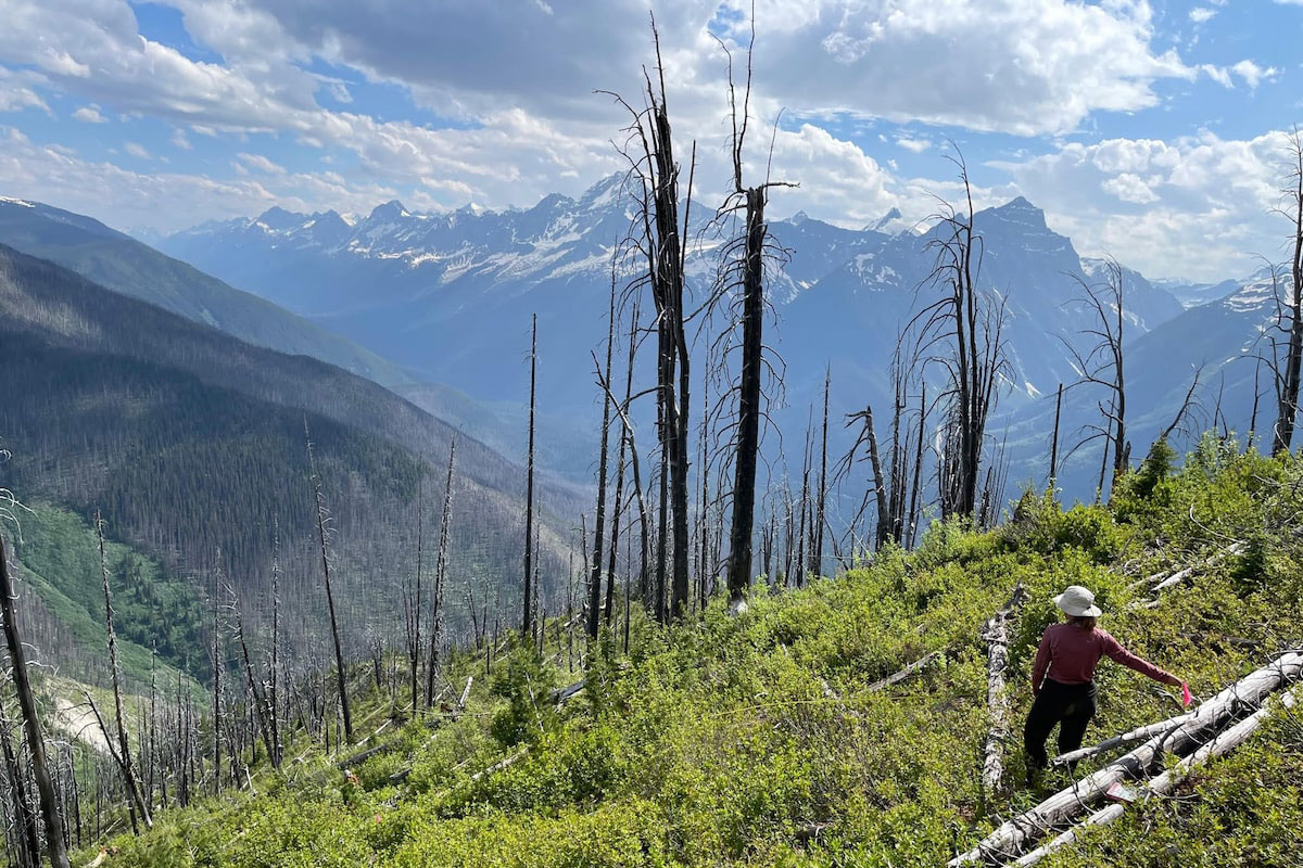 Impacts of short-interval wildfire on forest regeneration in Glacier National Park